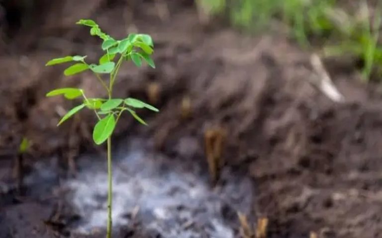 Le Congo-Brazzaville mise sur la plantation d&rsquo;arbres et la réduction de la déforestation pour sauver la planète