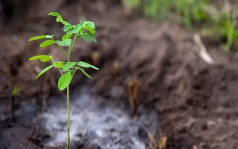 Le Congo-Brazzaville mise sur la plantation d’arbres et la réduction de la déforestation pour sauver la planète