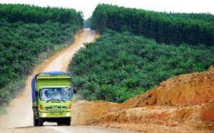 L’environnement de plus en plus menacé avec les alternatives à l’huile de palme