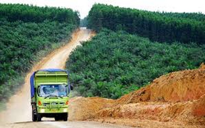 L’environnement de plus en plus menacé avec les alternatives à l’huile de palme