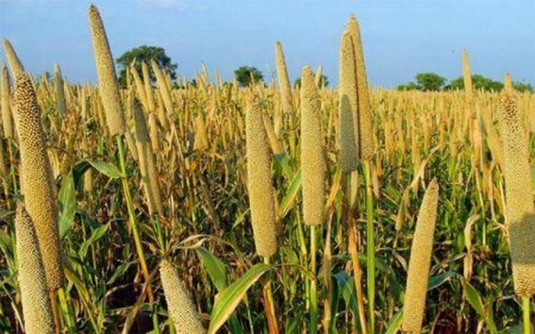 Production céréalière : Le Sénégal revoit à la hausse ses prévisions de la campagne agricole 2020/2021