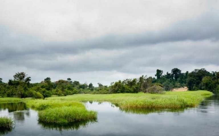 Réchauffement climatique : les tourbières du Congo, un piège à carbone à protéger
