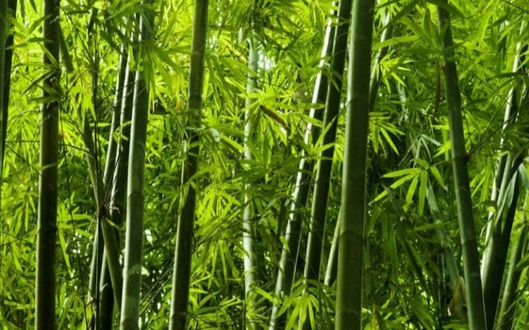 Vers la création de 2 300 hectares de bambou dans trois districts du Rwanda