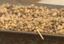 Sénégal : La guerre de l’arachide fait rage entre les exportateurs chinois et les huiliers locaux