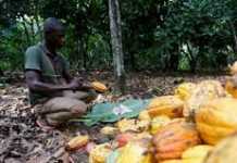 Cacao : foire d’empoigne entre les producteurs et les fabricants de chocolat
