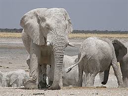 Affectée par la sécheresse, la Namibie vend 170 éléphants
