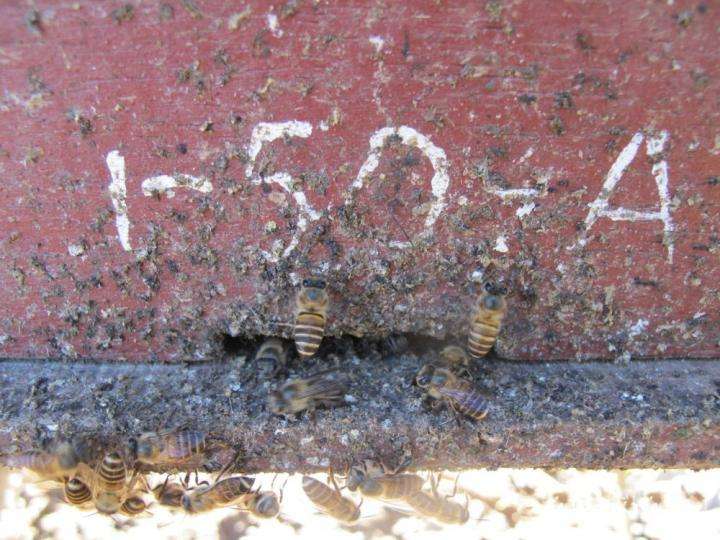 Les abeilles utilisent des excréments pour faire fuir leur prédateur