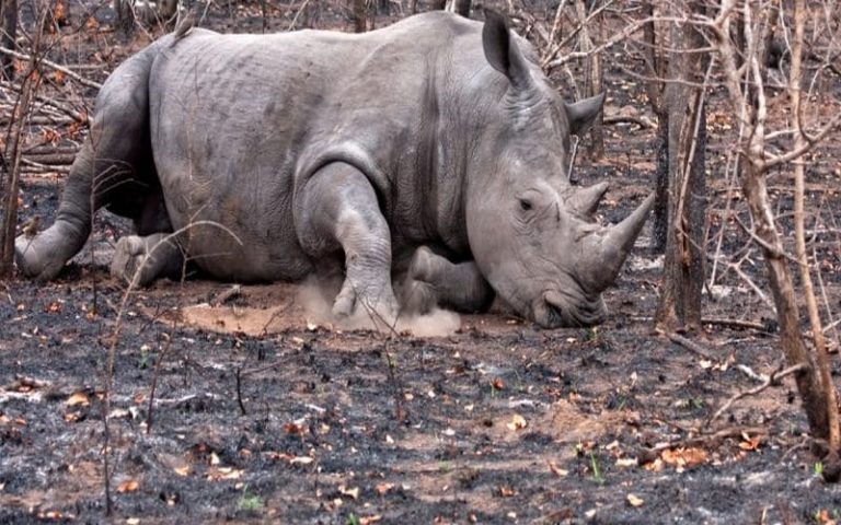 Afrique du Sud : WWF soutient le gouvernement dans la lutte contre le braconnage