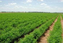 La direction régionale de l’Agriculture de l’Oriental (Maroc) attend une campagne agricole satisfaisante