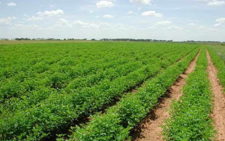 Les actions du PROVAL–CV en faveur des agriculteurs saluées à Kaolack (Sénégal)