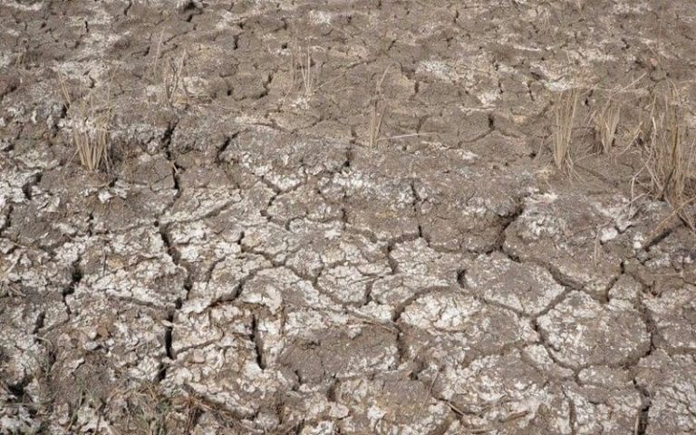 La salinisation des sols constitue une vraie menace pour la sécurité alimentaire mondiale