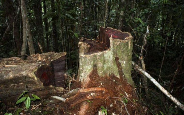 Le Sénégal et la Gambie s’allient pour freiner le trafic de bois de rose