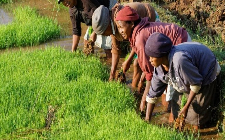 Le continent africain porte sur les fonts baptismaux une charte sur l’agroécologie