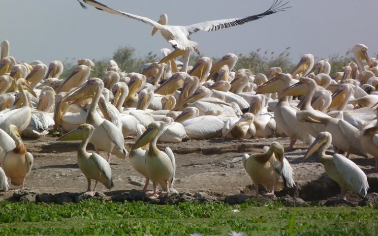 Le parc national des oiseaux de Djoudj (Sénégal) vit de plein fouet les effets du Covid-19