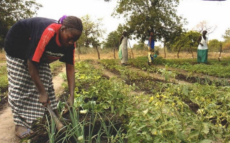 Le projet FAR pour la résilience des femmes au changement climatique lancé au Sénégal