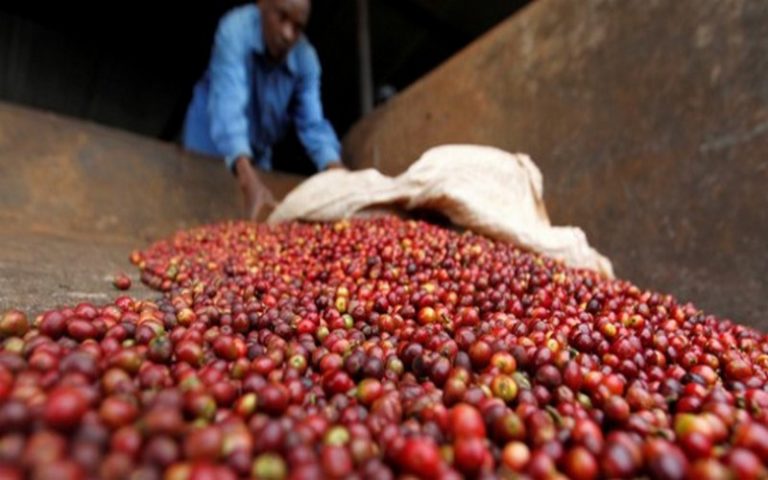 Les recettes des exportations agricoles du Togo en chiffres pour l’année 2019