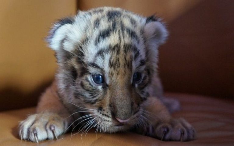 Menace sur la biodiversité : Près de 9 000 espèces terrestres en voie de disparition
