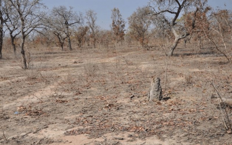 Plus de 5 milliards de $ de la Banque mondiale dans l’agriculture et corolaires en Afrique