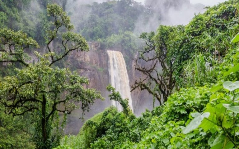 Protection des forêts : le continent africain se dote d’une nouvelle technologie
