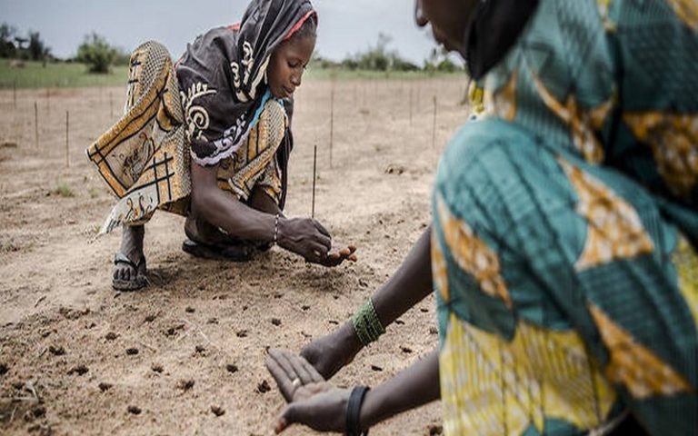 Sahel : le One Planet Summit met le cap sur la Grande Muraille verte