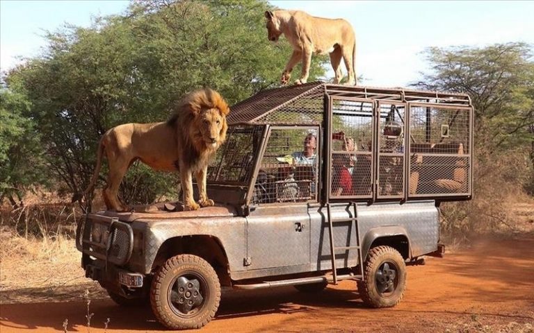 Sénégal : Les visiteurs d&rsquo;un parc naturel se délectent de voir des lions de près