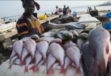 Sénégal : Plaidoyer pour plus de transparence dans les pêcheries africaines