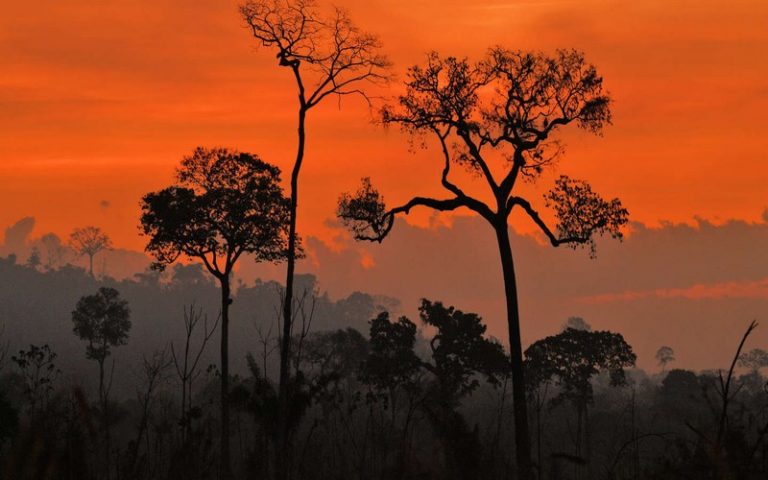 L&rsquo;ONG WWF s’inquiète de la multiplication des « fronts de déforestation » sur la planète