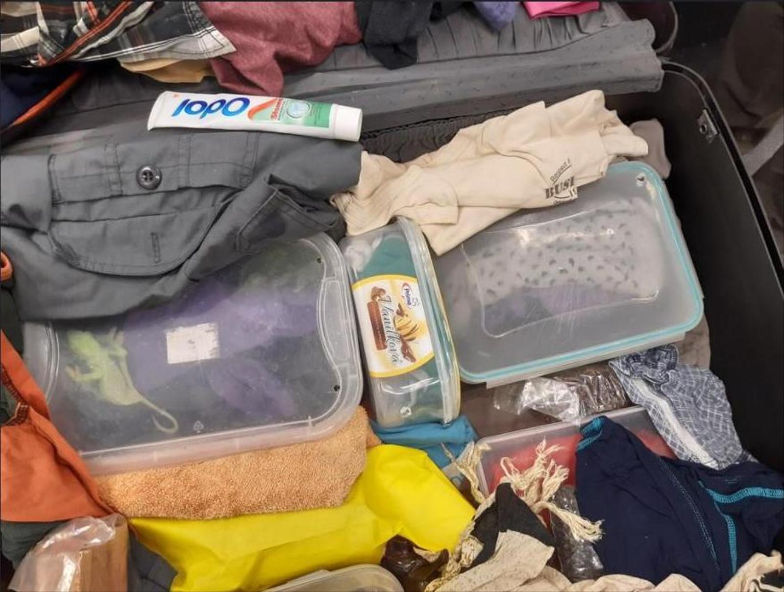 AUTRICHE: Il cachait 74 caméléons vivants dans sa valise