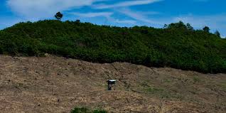 Déforestation accélérée et nouvelles maladies, les autres conséquences du Covid-19