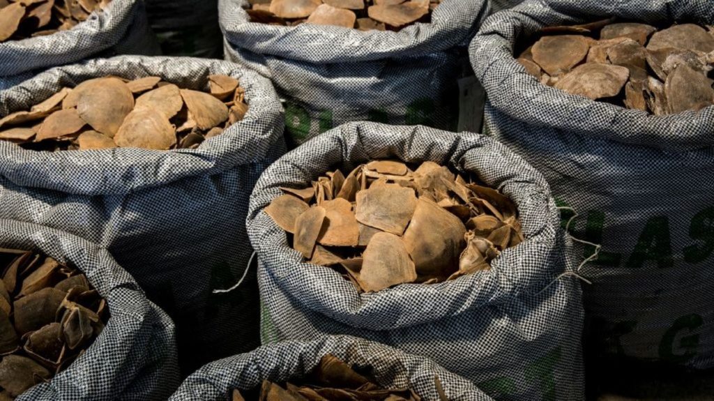 NIGERIA: SAISIE DE 8,8 TONNES D’ÉCAILLES DE PANGOLIN ET D’IVOIRE