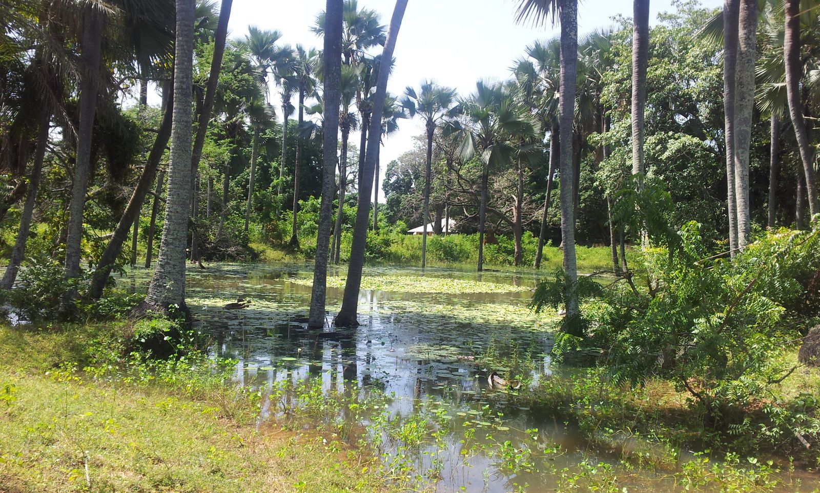 REDD+, Crédit Carbone : Le Sénégal expérimente la foresterie privée