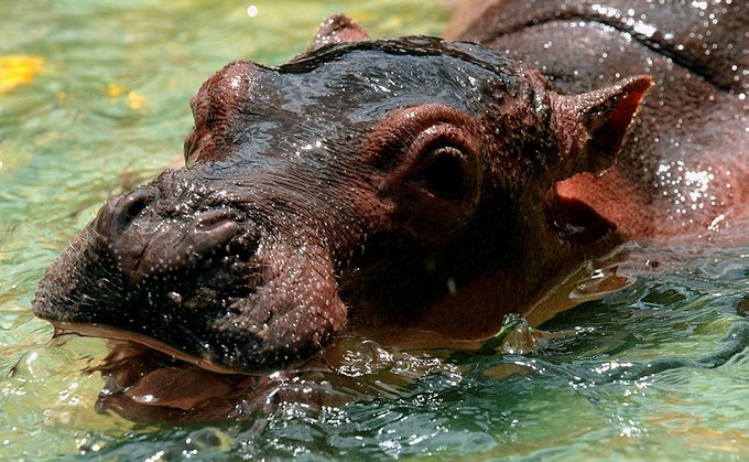 Catastrophe écologique ? Les hippopotames de Pablo Escobar se sont multipliés, et c’est un vrai problème