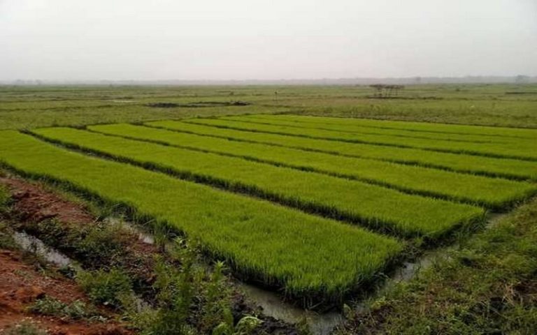 Aménagements hydro-sylvio-agricoles : Les chantiers financés par l’UEMOA bientôt rétrocédés au gouvernement au profit des bénéficiaires