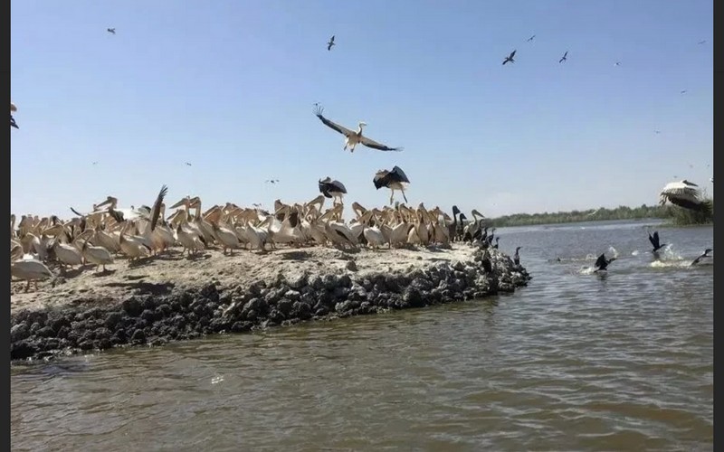 Après le Sénégal, la Mauritanie alerte sur la grippe aviaire dans le parc du Diawling