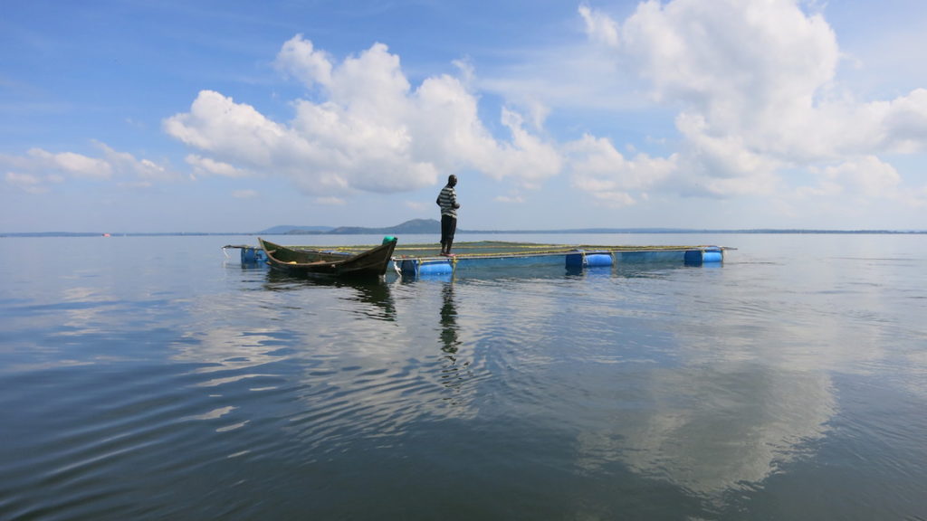 Pour une durabilité de l’aquaculture en Afrique avec des dimensions sociales, économique et environnementale