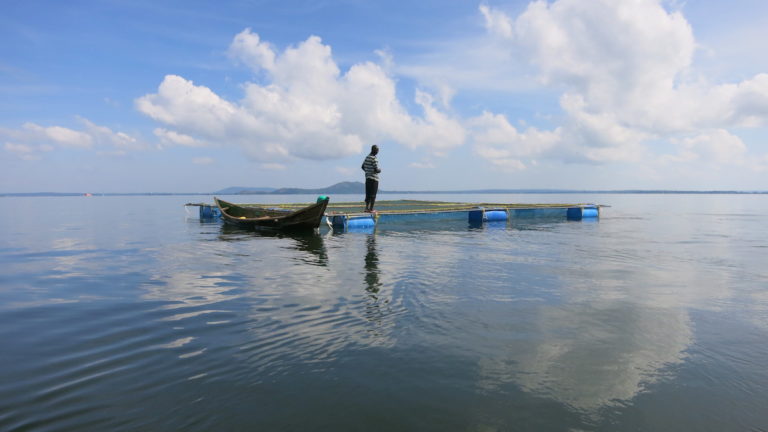 Pour une durabilité de l’aquaculture en Afrique avec des dimensions sociales, économique et environnementale