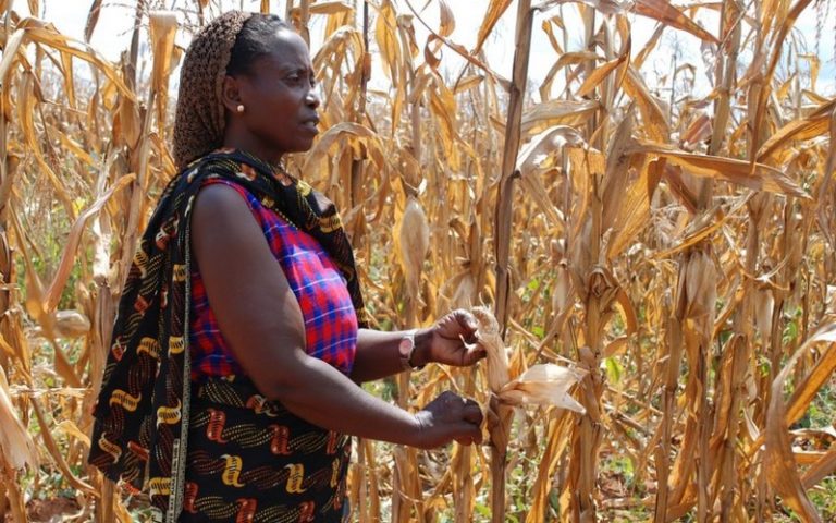 Bénin : La femme rurale ignorée dans la riposte au changement climatique