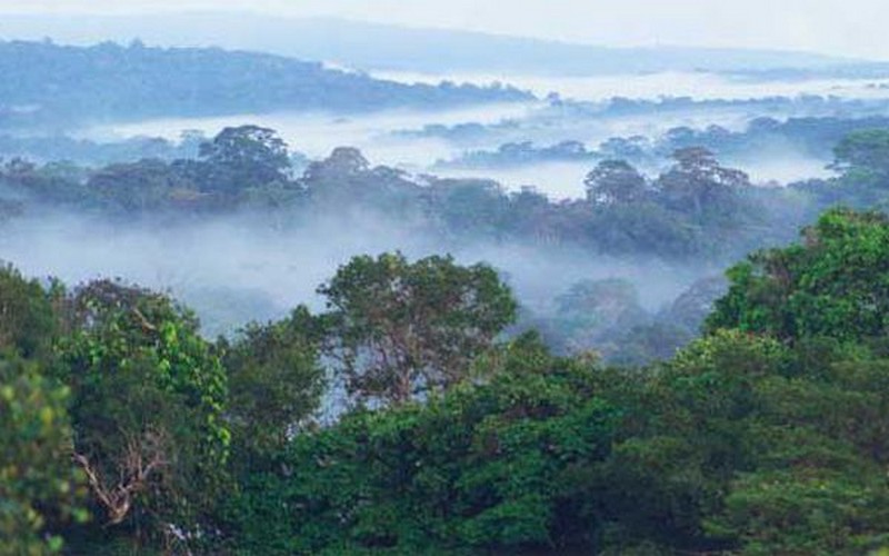 Climat : des chercheurs étudient l’influence du climat dans la croissance des forêts