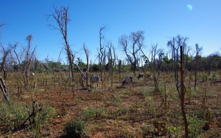 Emergence de maladies zoonotiques et déforestation : un cercle vicieux renforcé par les impacts de la Covid-19