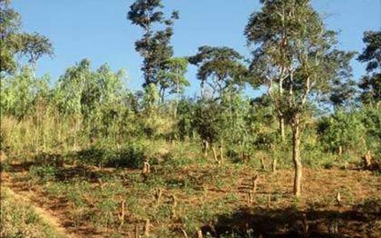 La déforestation à l’origine de la rareté des puits de carbone