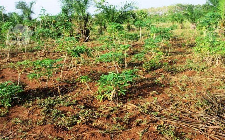 Sahel : des partenaires techniques et financiers prennent part à un atelier de partage d’expériences des projets agricoles au Sénégal