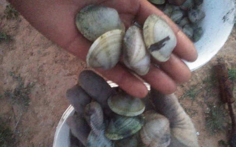 Le ministère de l’Agriculture met en garde contre la consommation d’un coquillage marin en vente en Tunisie