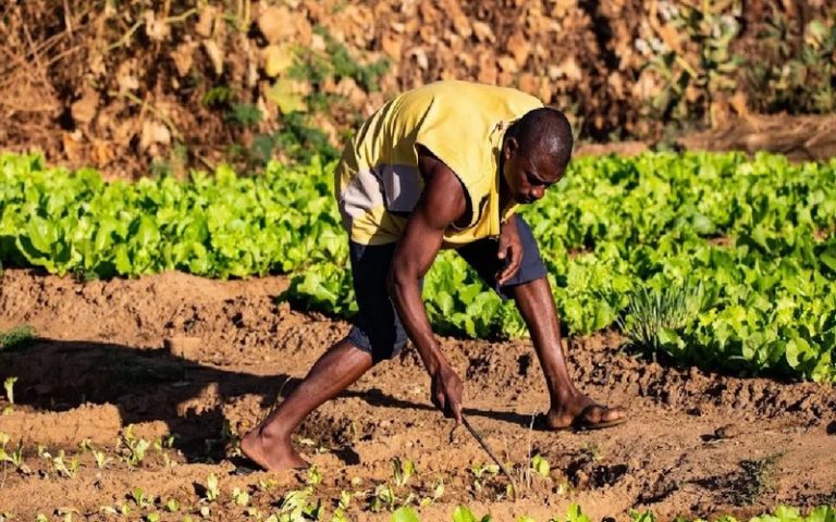 L’AGRA appelle les pays africains à miser sur une agriculture inclusive et transformatrice pour « renforcer la sécurité alimentaire »