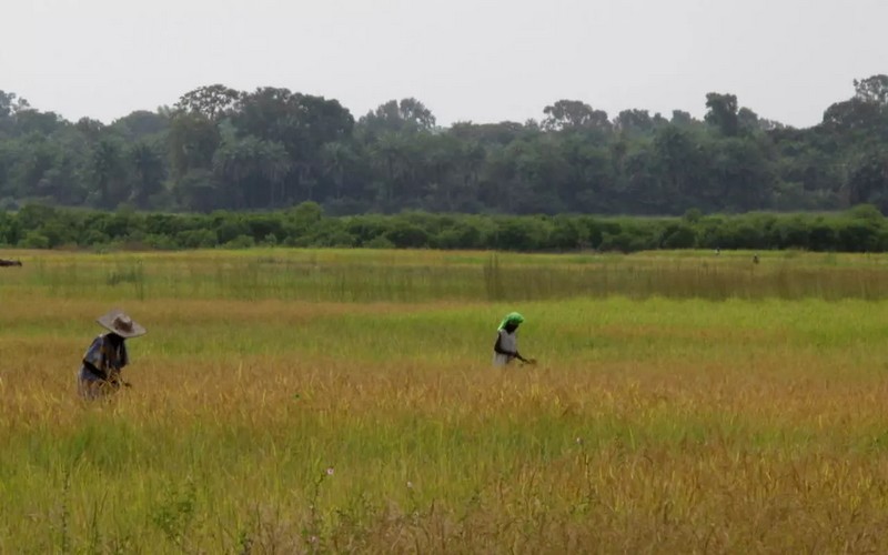 Les paysans bissau-guinéens, des laissés pour compte dans la crise casamançaise