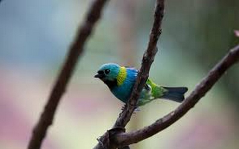 Préparer le cadre mondial de la biodiversité pour l’après-2020