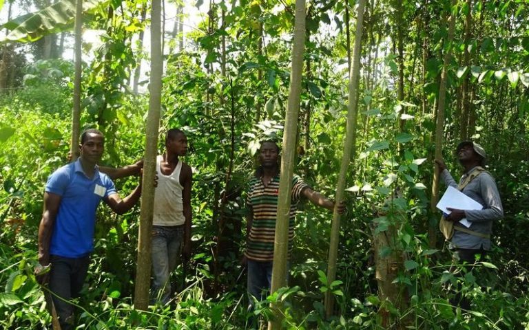 Préservation et valorisation des forêts d’Afrique centrale : une exposition de photographies à l’honneur