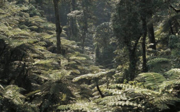 RDC Greenpeace invite Félix Tshisekedi, « d’ordonner l’annulation immédiate » de 4 contrats forestiers « illégaux »