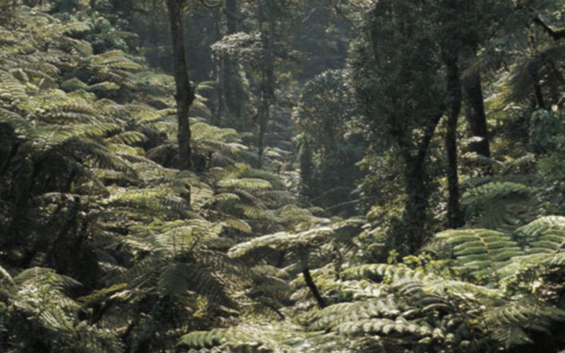 RDC : Greenpeace invite Félix Tshisekedi, « d’ordonner l’annulation immédiate » de 4 contrats forestiers « illégaux »