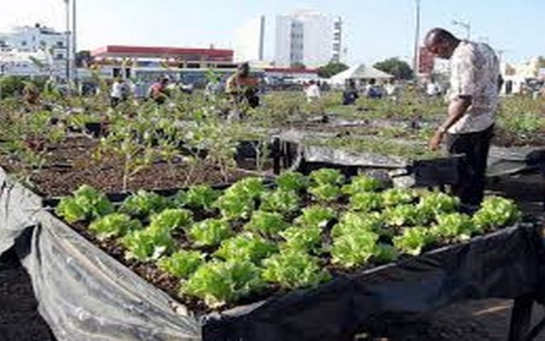 Sénégal : La Direction de l’horticulture note une hausse de 12,3% de la production pour la campagne 2019-2020