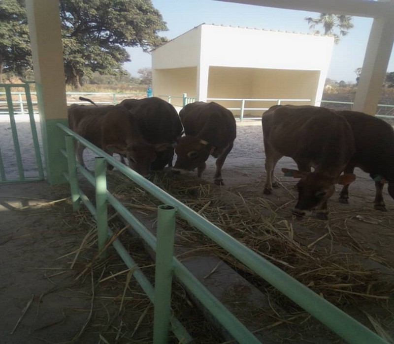 Sénégal : la ferme villageoise Naatangué laitière de Dandone réceptionne 10 vaches laitières